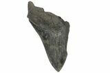 Partial, Fossil Megalodon Tooth - Sharply Serrated #170517-1